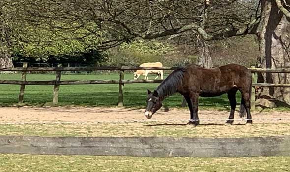 لايف ستايلتفسير حلم رؤية الحصان