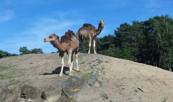 لايف ستايلتفسير حلم رؤية الجمل