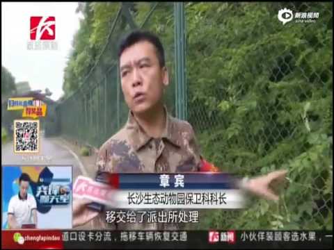 لايف ستايلشاهد: سياح يتحولون إلى وجبة طعام لـ 7 نمور شرسة ومخيفة48929/0