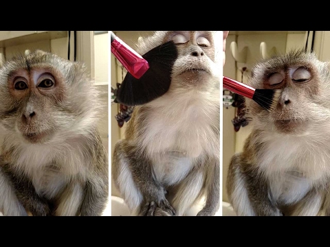 لايف ستايلشاهد: قرد منزلي أليف يتزين أكثر من مرة في اليوم49275/0