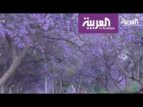 لايف ستايلشاهد: مدينة أبها تتزين بأشجار الغاكرندا اللاتينية51619/0
