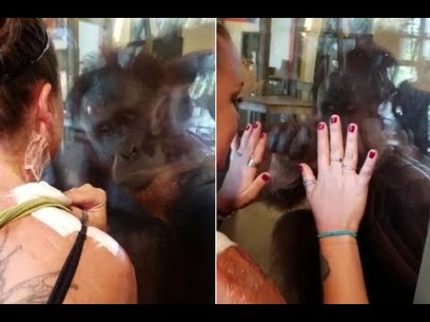 لايف ستايلبالفيديو: رد فعل قرد فضولي يرى آثار حروق على جسد امرأة55674/0
