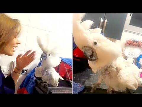 لايف ستايلشاهد: ببغاء دكتوره خلود يطردها من المنزل57223/0