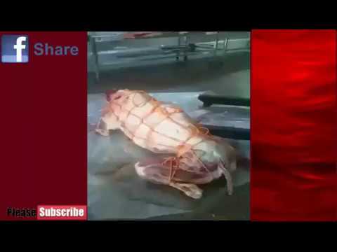 لايف ستايلشاهد: طهي الجمال كاملة من دون تقطيع58263/0