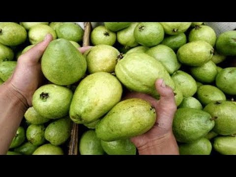 لايف ستايلشاهد : الجوافة فاكهة مفيدة ولكن احذر تناولها في هذه الحالة58450/0