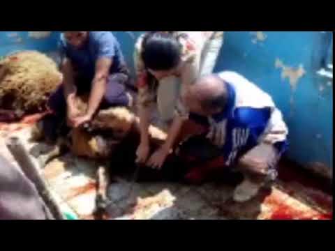 لايف ستايلشاهد| فتاة تشارك الجزار في ذبح الأضحية60253/0