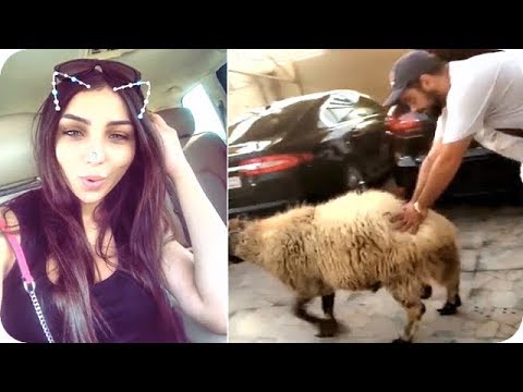 لايف ستايلشاهد: دنيا بطمة وزوجها محمد الترك يشترون خروف العيد 201760366/0