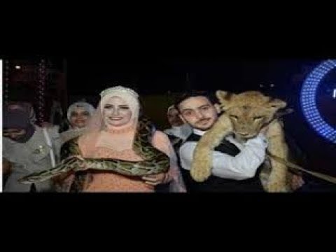 لايف ستايلشاهد: شاهد شاب مصري يدشّن حفلة خطوبته داخل قفص للأسود60540/0