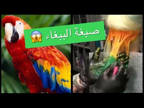 لايف ستايل"الببغاء" أغرب صبغة شعر لاطلالة غير اعتيادية60818/0