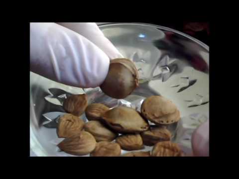 لايف ستايلوصفة نوى المشمش الرهييب لتبيض البشرة61167/0