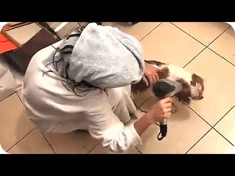 لايف ستايلشاهد: المغنية اللبنانية ليلى اسكندر تحمم كلبتها "لوزان"68361/0