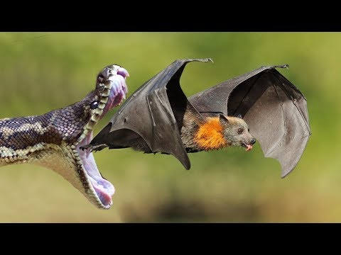 لايف ستايلمصاص الدماء مقابل ثعبان سام69927/0