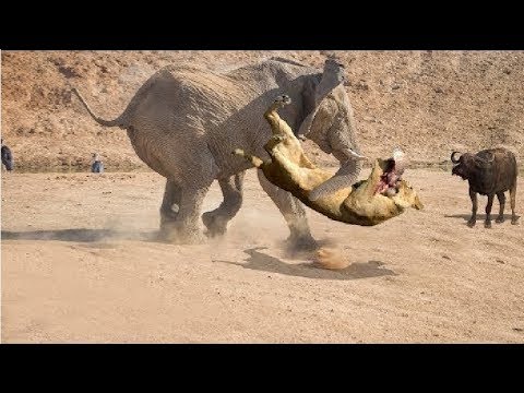 لايف ستايلفيل ضخم يواجه قطيعًا من الأسود69928/0