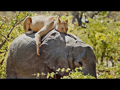 لايف ستايلأقوى مقاطع افتراس الاسود للفيلة الأفريقية الضخمة69930/0