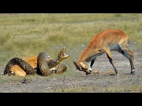 لايف ستايلحيوانات تدافع عن صغارها باستماتة كبيرة69931/0