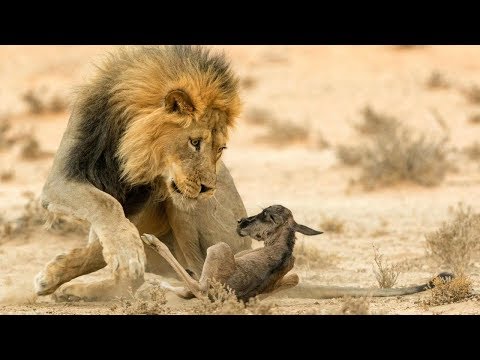 لايف ستايلصغار الحيوانات في مواجهة مع أقوى الحيوانات المفترسة69932/0