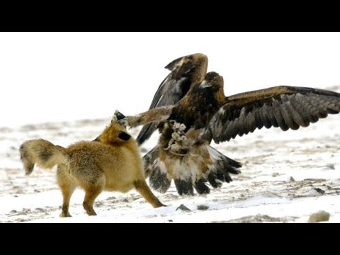 لايف ستايلأقوى وأخطر هجمات الصقور على أضخم الحيوانات البرية69933/0