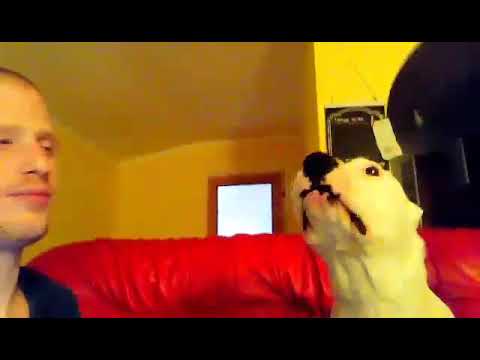 لايف ستايلشاهد: كلب غيور يمنع صاحبه من تقبيل صديقته71146/0