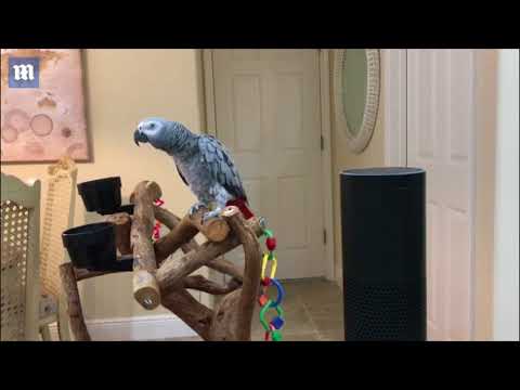 لايف ستايلشاهد: ببغاء يتحدث إلى جهاز منزلي ويمنحه الأوامر71843/0