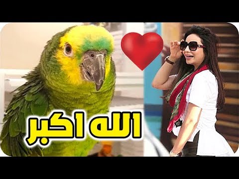 لايف ستايلببغاء لجين عمران يكرر "الله أكبر"72209/0