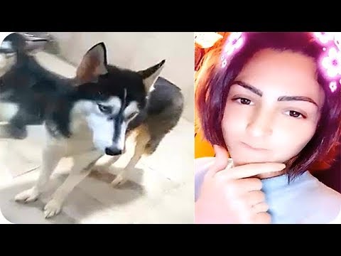 لايف ستايلنصرة الحربي تشتري كلب الحراسة76156/0