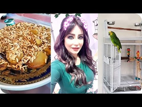 لايف ستايلببغاء لجين عمران يقول "الله أكبر"77313/0