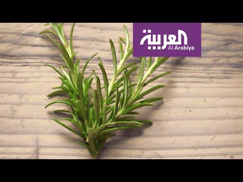 لايف ستايلشاهد: اكليل الجبل ينشط الذاكرة80996/0