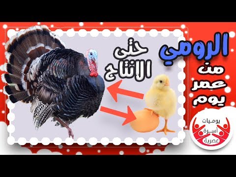 لايف ستايلشاهد: تربية الديك الرومي للمبتدئين83149/0