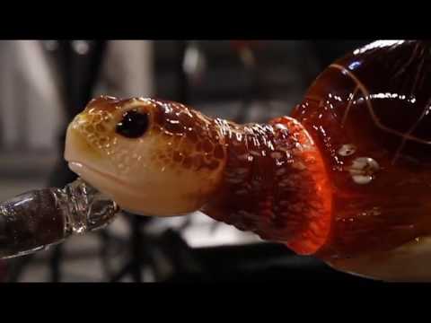 لايف ستايلشاهد: طريقة صناعة السلاحف الزجاجية باحترافية شديدة84110/0