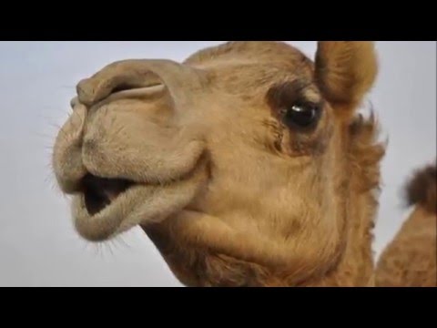 لايف ستايلشاهد: سبب وجوب الوضوء بعد تناول لحم الجمل84310/0