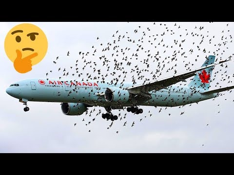 لايف ستايلشاهد: أغرب 10أسئلة عن الطائرات84650/0