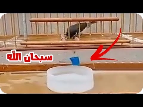 لايف ستايلشاهد: ذكاء العصفور في شرب الماء مع أسامة الدغيري85079/0