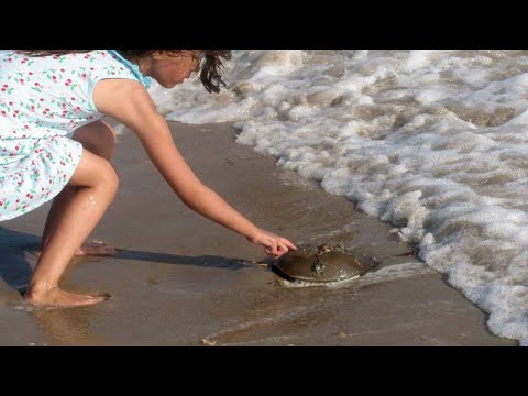 لايف ستايل10 حيوانات رقيقة ولكن بإمكانها أن تقتلك في دقائق معدودة85966/0