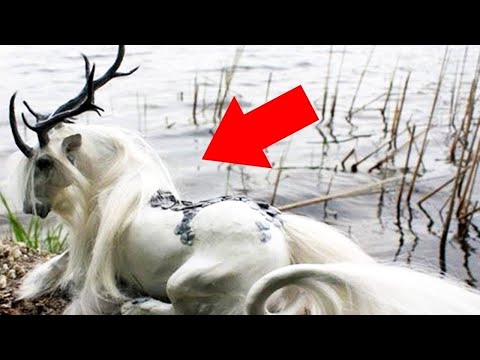 لايف ستايلشاهد: 10 فصائل خيول هي الأغرب والأجمل في العالم87617/0