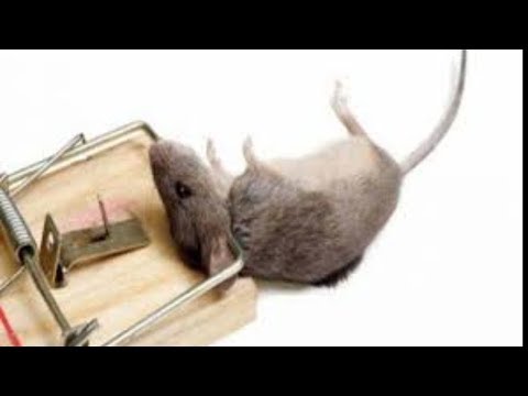لايف ستايلالوصفة العملاقة والفعالة جدا ل التخلص من الفئران في المنزل بطريقة صحيحه88130/0