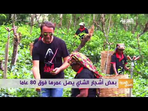 لايف ستايلتعرّف على أهم حقول الشاي في سريلانكا90195/0