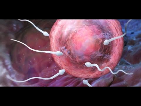 لايف ستايلتعرف على عشبة عند تناولها تزيد من حجم الإباضة91526/0