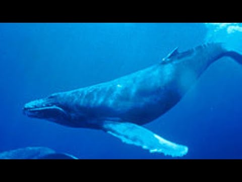 لايف ستايلشاهد: أسباب انتحار الأطفال بسبب لعبة "الحوت الأرزق"92770/0