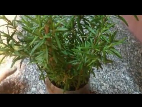 لايف ستايلشاهد: فوائد لحماية الشعر من القشرة93922/0