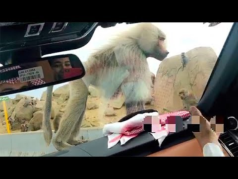 لايف ستايلشاهد: قرد يهاجم سيارة نهى نبيل94254/0