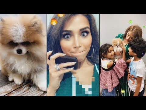 لايف ستايلشاهد: نهى نبيل تستقبل عروسة كلبها الصغير "ميلو"95330/0