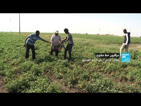 لايف ستايلشاهد : الوجه الخفي لزراعة الطماطم في إيطاليا102430/0