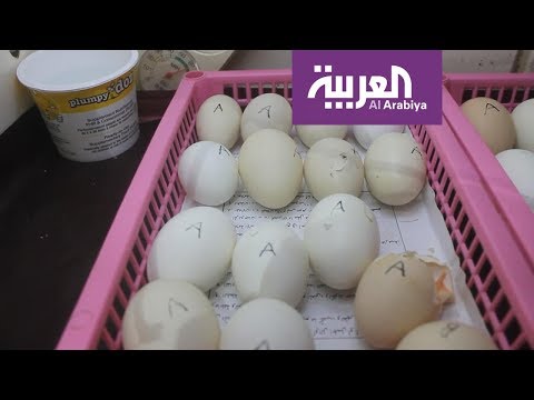 لايف ستايلشاهد: تناول قشر البيض لعظام قوية وصلبة115321/0