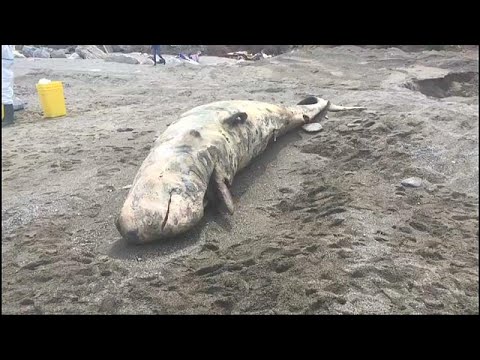 لايف ستايلشاهد: العثور على حوت أبيض نافق على الشواطئ الإيطالية132276/0