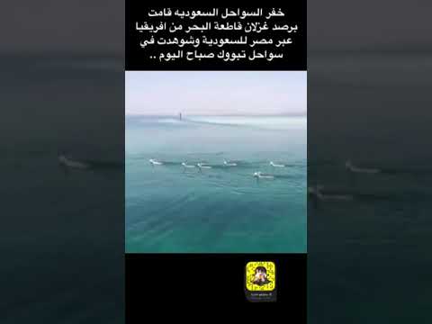 لايف ستايلشاهد: لحظات مُبهرة لقطيع غزلان هاجر بحرًا من أفريقيا وحط في تبوك148572/0