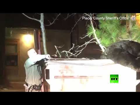 لايف ستايلشاهد: كيف تتعامل الشرطة الأميركية مع دب علق في حاوية للنفايات148873/0