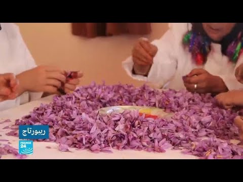 لايف ستايلشاهد: "الغناء" وسيلة المغاربة للترفيه في موسم قطاف "الذهب الأحمر"152060/0