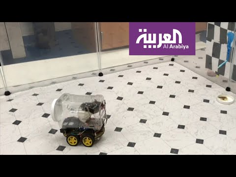 لايف ستايلشاهد: علاقة أمراض الدماغ للبشر بقيادة الفئران للمركبات162199/0