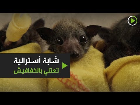 لايف ستايلشاهد: شابة أسترالية تعتني بالخفافيش وتثير الجدل167286/0