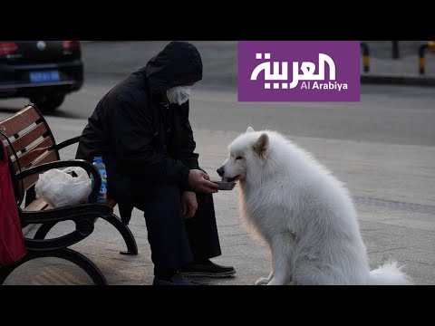 لايف ستايلشاهد: هل يمكن أن ينتقل "كورونا" من الإنسان إلى الحيوان؟169208/0